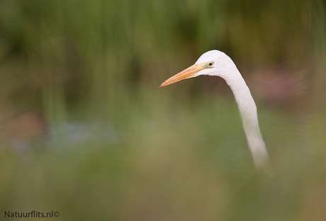 grote-zilverreiger