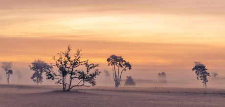 mist in de drunense duinen