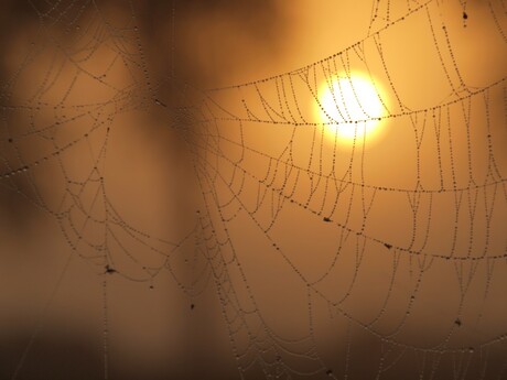 web bij zonsopkomst