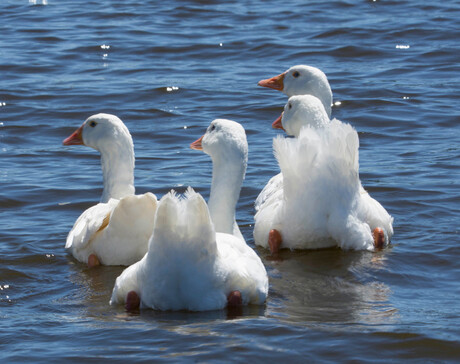 familie drijftochtje