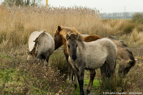 Landtong Rozenburg 4