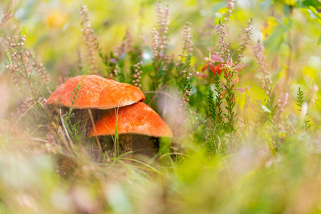 Nieuwe kleur in het veld