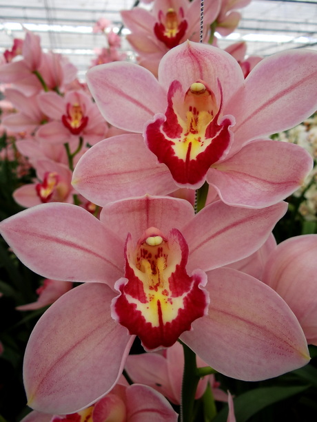 Orchidee 3