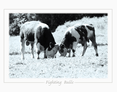 Fighting bulls