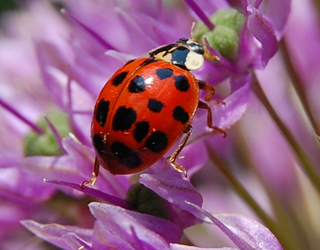 Ladybug !