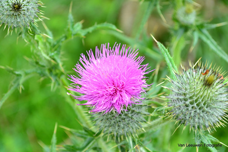 distel