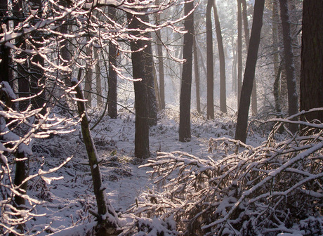 In het bos........in het bos....