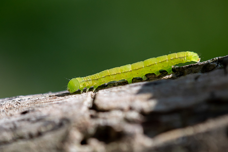 Groene rups