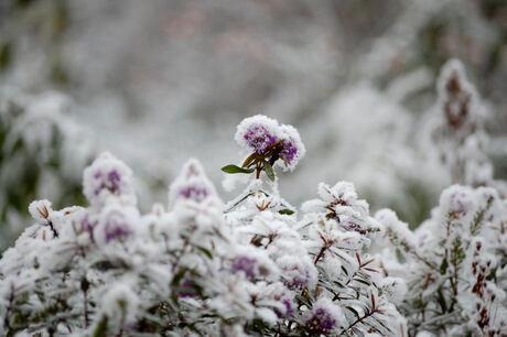 sneeuw-schoonheid