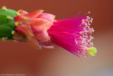 Cactus in bloei, Lente?