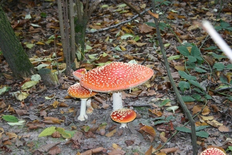 Vliegenzwam in de efteling