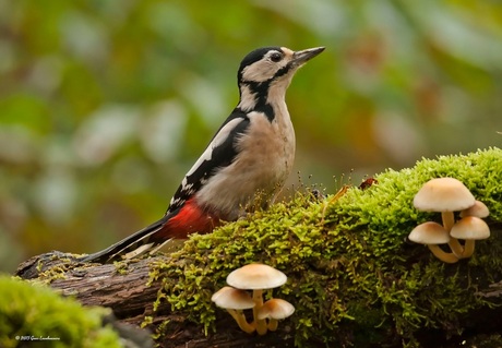 Grote Bonte Specht GBS