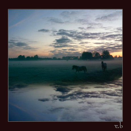 Paarden in de mist