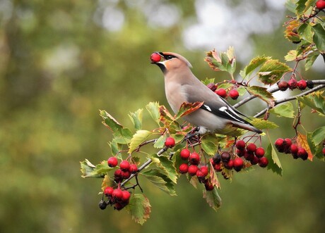 Pestvogel