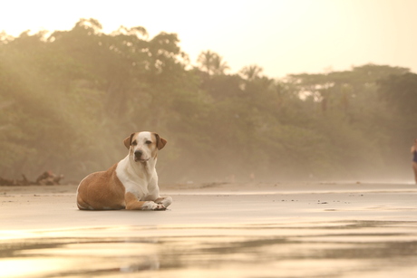 Hond in Sri Lanka