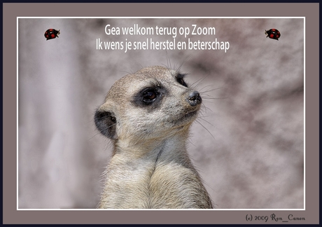 Gea welkom thuis