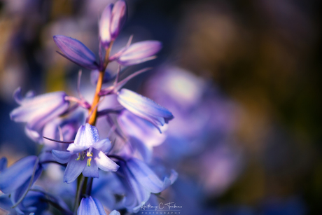 Bluebells