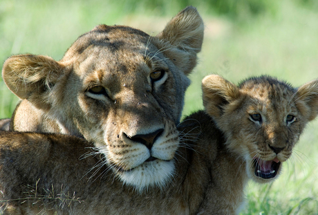 Leeuwin met welp = Masai Mara NR ( Kenia )