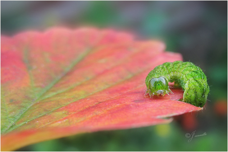 Herfst.........