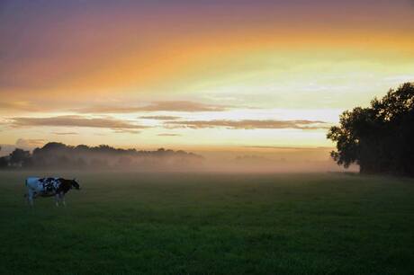 Koe en mist