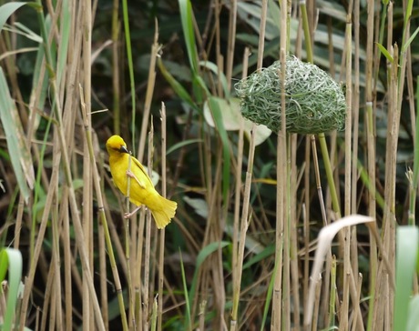 Vogeltje naast zijn nestje