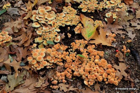 Op een bed van Paddenstoelen....