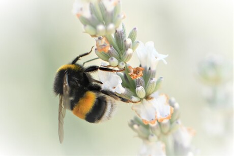 Hommel op een witte lavendel