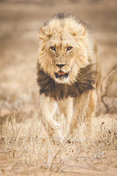 Lion on the move