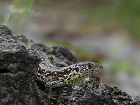 groene zandhagedis