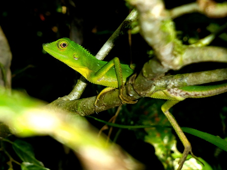 Green crested lizard in Gunung Mulu NP Borneo