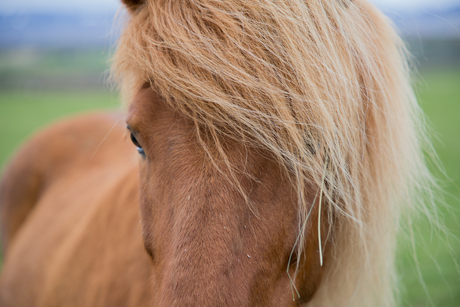 IJslands paard