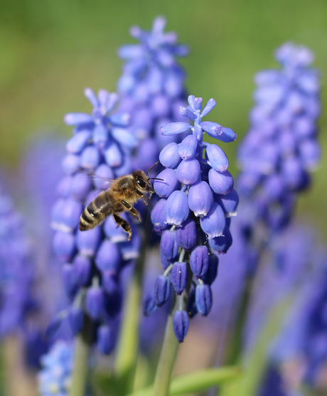 bee happy