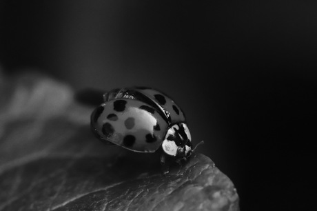 ladybug