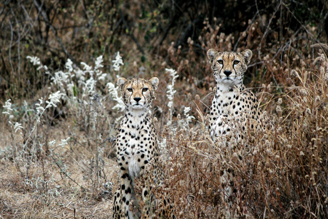 Cheetahs spotten fotograaf