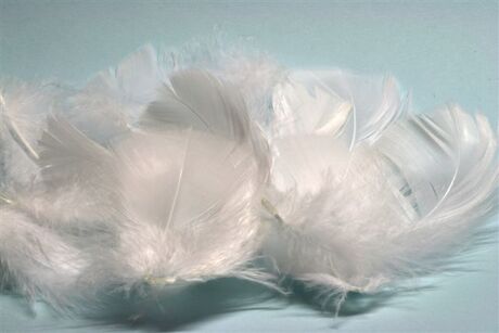 white feathers