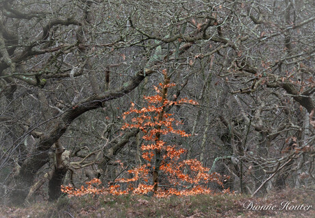 beukje in het bos