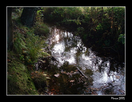 Stroompje in het bos