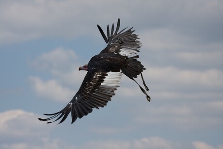 Witkopgier (Aegypius occipitalis) in de vlucht