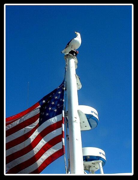 Patriotic Bird