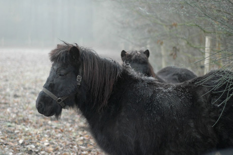 Paarden