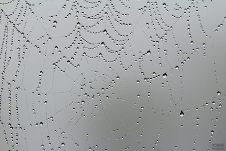 Raindrops in a spiderweb
