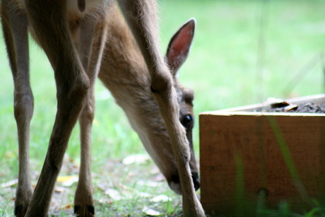 Bambi