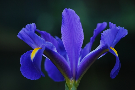 Iris in de blauwe variant