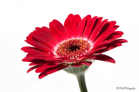 Rode Gerbera