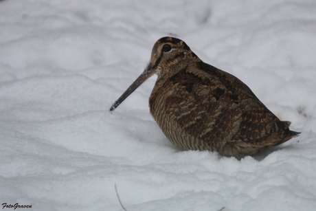 Hout of sneeuw snip?