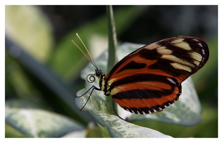 vlinder en profil