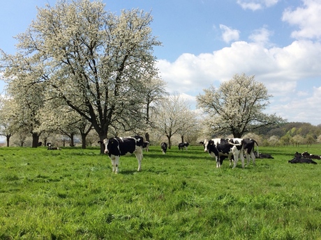 Lente in Limburg