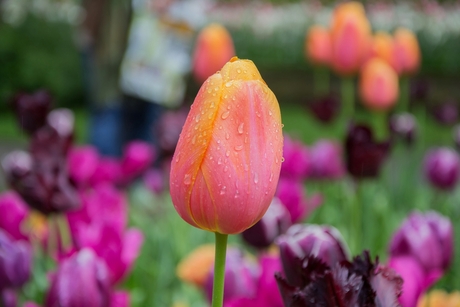 Tulp