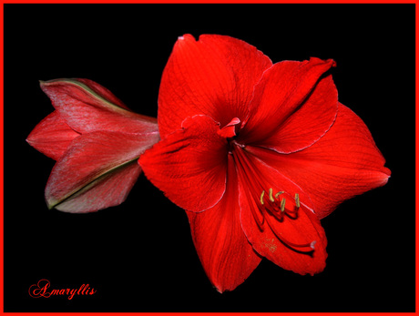 Amaryllis