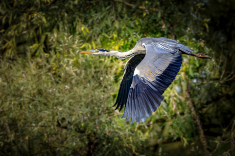 Reiger